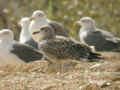 Goéland brun Larus fuscus