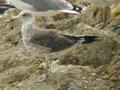 Goéland brun Larus fuscus