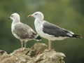 Goéland brun Larus fuscus