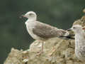 Goéland brun Larus fuscus