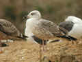 Goéland brun Larus fuscus