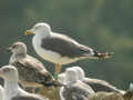 Goéland brun Larus fuscus RE0