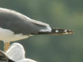 Goéland brun Larus fuscus RE0