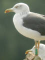 Goéland brun Larus fuscus RE0