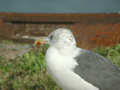 Goéland brun Larus fuscus graellsii