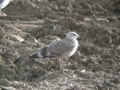 Goéland brun Larus fuscus