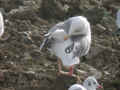 Goéland brun Larus fuscus graellsii E763