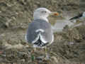 Goéland brun Larus fuscus graellsii RH6/E