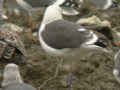 Goéland brun Larus fuscus graellsii ATAM