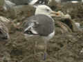 Goéland brun Larus fuscus graellsii ATAM