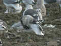 Goéland brun Larus fuscus graellsii KN8