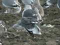 Goéland brun Larus fuscus graellsii KN8