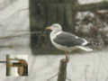 Goéland brun Larus fuscus graellsii W2CF