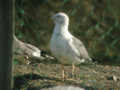 Goéland brun Larus fuscus graellsii F