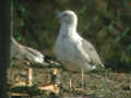 Goéland brun Larus fuscus graellsii F