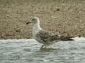 Goéland brun Larus fuscus graellsii E1