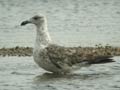 Goéland brun Larus fuscus graellsii E1