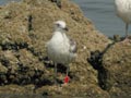 Goéland brun Larus fuscus