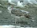 Goéland brun Larus fuscus ssp.