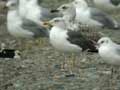 Goéland brun Larus fuscus graellsii