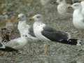 Goéland brun Larus fuscus graellsii