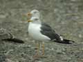 Goéland brun Larus fuscus graellsii