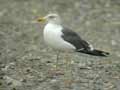 Goéland brun Larus fuscus graellsii