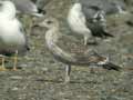 Goéland brun Larus fuscus graellsii