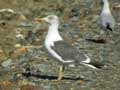 Goéland brun Larus fuscus graellsii