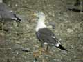 Goéland brun Larus fuscus graellsii