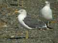 Goéland brun Larus fuscus graellsii