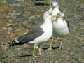 Goéland brun Larus fuscus graellsii