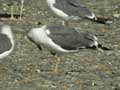 Goéland brun Larus fuscus graellsii