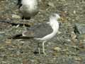 Goéland brun Larus fuscus graellsii