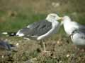 Goéland brun Larus fuscus graellsii