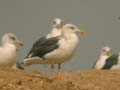 Goéland brun Larus fuscus