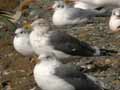 Goéland brun Larus fuscus