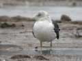 Goéland brun Larus fuscus graellsii/intermedius