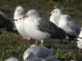 Goéland brun Larus fuscus graellsii