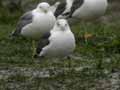 Goéland brun Larus fuscus graellsii ANAS