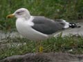 Goéland brun Larus fuscus