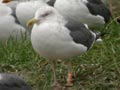 Goéland brun Larus fuscus