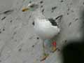 Goéland brun Larus fuscus graellsii