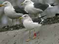 Goéland brun Larus fuscus graellsii