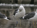 Goéland brun Larus fuscus graellsii ANAS