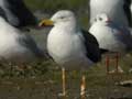 Goéland brun Larus fuscus