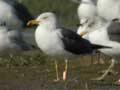 Goéland brun Larus fuscus