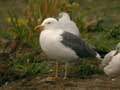 Goéland brun Larus fuscus graellsii