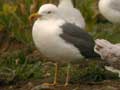 Goéland brun Larus fuscus graellsii