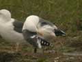 Goéland brun Larus fuscus graellsii